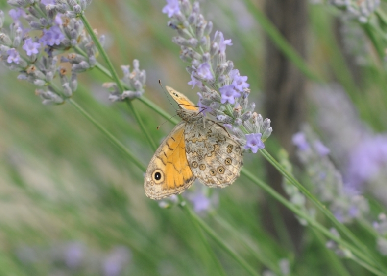 Lasiommata megera? S�